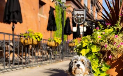 the Hotel Boulderado Lives on, a Landmark, a Snapshot of Colorado History and a Hospitable, Charming Experience