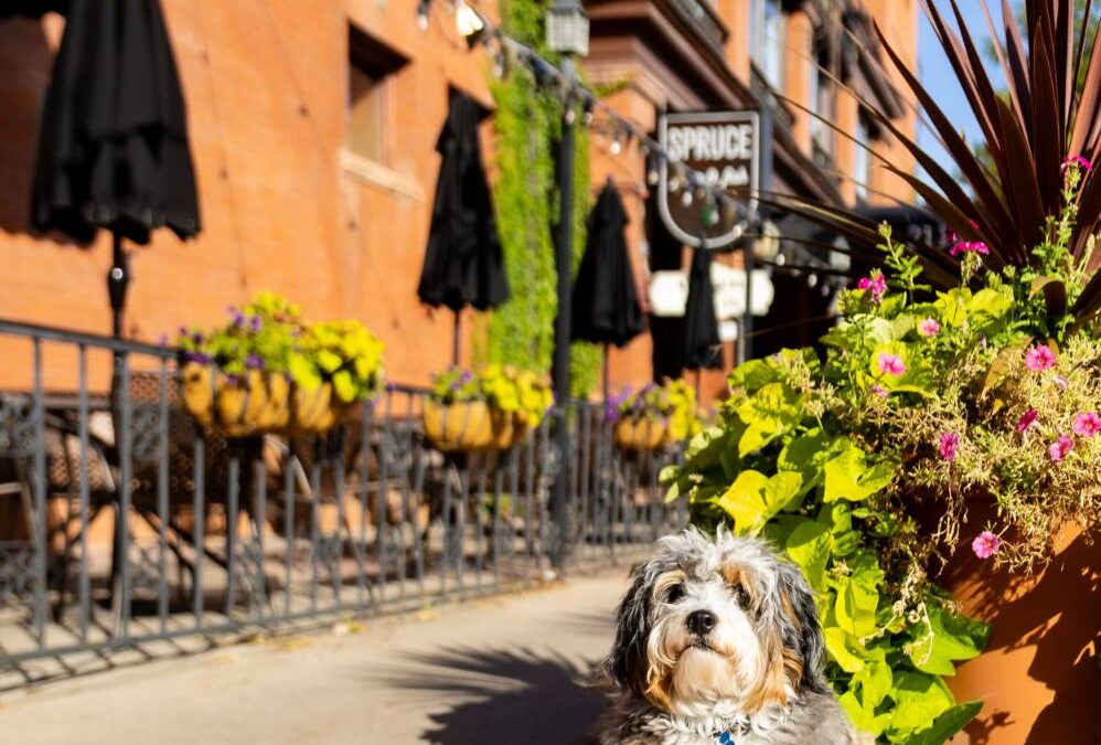 the Hotel Boulderado Lives on, a Landmark, a Snapshot of Colorado History and a Hospitable, Charming Experience