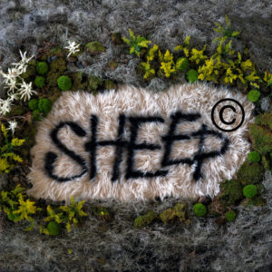 The Team Behind The Wolf’s Tailor is Set to Launch SHEEP Pop-Up in Cherry Creek