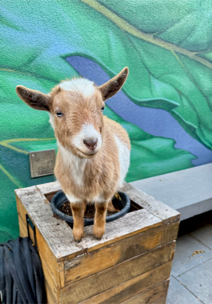 Guided Goat Hikes